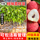 芥圃荔枝苗嫁接苗 官方旗艦 廣西荔枝樹苗南方種植可長10年大樹果樹苗 桂味荔枝【帶土帶葉發(fā)貨】 2年苗 高度：50-70cm