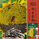 壽禾 食用向日葵花種子種苗粒大飽滿(mǎn)瓜子種籽 食用向日葵種子約140粒