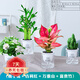 櫻霞【順豐上門(mén)】花卉植物室內桌面凈化空氣水培小綠植好養活驅蚊盆栽 萬(wàn)重山+梔子花+吉利紅+富貴 帶盆