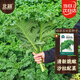 北蔬 羽衣甘藍種子苗四季盆栽陽(yáng)臺種耐寒菜種籽 綠羽衣甘藍種子100粒