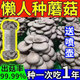 蘑菇種植包家庭室內種植平菇可食用菌包新鮮蘑菇自己種趣味栽培種 3包灰平菇【綠色健康】送噴壺