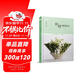 日本花藝名師的人氣學(xué)堂：葉材的使用技法（花藝設計經(jīng)典書(shū)籍 開(kāi)花店、花藝師必備 全彩步驟圖解）