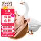 京典光年嫩鵝肉 大白鵝6斤/只 大鵝生鮮新鮮冷凍 農家散養鵝整只