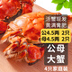 【活蟹】乾澄大閘蟹現貨公蟹4.5兩母蟹3.5兩 4只2對 特大鮮活螃蟹河蟹海鮮禮盒源頭直發(fā)