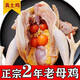 【順豐】農(nóng)家散養(yǎng)土雞老母雞雞新鮮煲湯即食月子2年真空 2只6斤以上囎料包特大