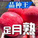 【霜降后采摘】正宗陜西洛川蘋(píng)果紅富士現摘新鮮脆甜整箱拉絲包郵 又脆又甜+75mm+6顆多送2顆+大小合適