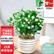 歐芽茉莉花重瓣花苗發(fā)貨室內花 花卉植物桌面綠植 茉莉10棵左右原土【橫紋陶瓷盆】 1