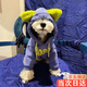 XELECPOCKET25新款狗狗衣服秋冬雪納瑞比熊泰迪中小型犬貓咪加絨保暖連帽衛衣 【藍色】-潮牌衛衣 M【建議體重5-8斤】