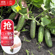大禹爬滿(mǎn)地黃瓜種子苗帶土秧苗秋冬季無(wú)架不搭架水果小青瓜四季陽(yáng)臺 爬滿(mǎn)地黃瓜苗 5棵