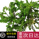 沃江源野生新鮮薺菜 地菜天然野菜薺薺菜 可食用蔬菜 春季野菜 4斤