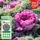 北蔬 羽衣甘藍種子苗四季盆栽食用觀(guān)賞蔬菜籽 紫開(kāi)屏羽衣甘藍種子60粒