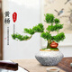 愛(ài)優(yōu)尚特級黃楊盆栽桌面擺件禪意盆景辦公室植物源頭直發(fā)