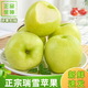 瑞雪蘋(píng)果陜西渭南白水特產(chǎn)白水蘋(píng)果瑞雪瑞陽(yáng)瑞香紅蘋(píng)果禮盒水果 瑞雪4.5-5斤中果12枚(75#左右)