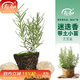 壽禾 迷迭香苗綠植盆栽匍匐新鮮食用香草苗秋冬季室內四季盆栽植物 迷迭香小苗 20棵（7-20cm）
