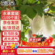 花沃里水果套袋100個(gè)高檔無(wú)紡布防鳥(niǎo)防蟲(chóng)網(wǎng)袋葡萄套袋收納防塵袋透氣網(wǎng)