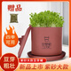 甘泉村食品級紫砂豆芽罐全自動(dòng)家用豆芽機生豆芽發(fā)芽神器土陶罐四季可用 大款紫砂豆芽罐（發(fā)4斤豆芽）