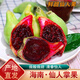 桃西村海南仙人掌果 野生紅心仙桃可食用果實(shí)大果稀奇古怪熱帶新鮮水果 仙人掌果 2斤精選裝【15-20個(gè)/斤】