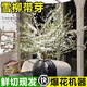 種花迷雪柳鮮切鮮枝干支帶花芽發(fā)貨 水培植物盆栽綠植物耐寒插水開(kāi)花卉 【帶花芽發(fā)貨】60-80cm雪柳10枝