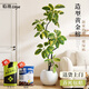 臨雅黃金榕盆栽室內客廳大型造型綠植物落地好養1.4m含盆源頭直發(fā)