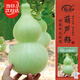壽禾 大葫蘆種子苗四季觀(guān)賞盆栽種植花草種籽 濰豐大酒仙葫蘆種子15粒