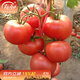壽禾 粉果番茄種子老品種西紅柿大果壽光蔬菜粉冠毛粉秋冬季洋柿子 （耐熱）美粉先鋒番茄種子 100粒
