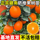 呆果丁江西贛南臍橙苗嫁接紐荷爾臍橙苗血橙南方北方種植果樹(shù)苗橙子樹(shù)苗 6年精選苗帶土帶葉（結果多多）死苗包賠