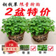 若綠銅錢(qián)草盆栽套餐 室內盆栽植物土培水培花卉綠植源頭直發(fā)包郵 銅錢(qián)草二盆(原土帶葉發(fā)貨）
