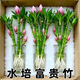 宰摟四季長(cháng)青好運旺宅水培幸運竹富貴水竹客廳室內辦公盆栽綠植苗 精選10枝【水培好養+甲醛克星】+春節開(kāi)花 水培新寵【10-20公分高】耐寒好養