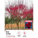 花e流紅梅花樹(shù)苗耐寒庭院地栽四季花卉植物骨里紅梅臘梅朱砂梅綠梅室外 【精選朱砂梅】2.5cm粗70-90cm高花期帶花