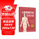 人體經(jīng)絡(luò )穴位實(shí)用手冊