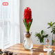 芽歌風(fēng)信子水培室內桌面盆栽花卉陽(yáng)臺風(fēng)信子種球根耐寒庭院植物好養活 水培裝：風(fēng)信子紅色球+瓶子+3袋營(yíng)養液