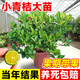 呆果丁海南小青檸樹(shù)苗帶果香水檸檬樹(shù)南方北方室內客廳金桔盆栽果樹(shù)果苗 【帶土帶葉】3年苗（當年少量結果）死苗包賠