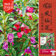 壽禾鳳仙花種子苗指甲花四季花卉種籽 中國鳳仙種子(混色)900粒+100粒
