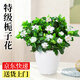愛(ài)優(yōu)尚梔子花小盆栽室內濃香花卉綠植四季開(kāi)花恐龍蛋盆源頭直發(fā)