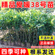 花木農正宗四川愛(ài)媛38號樹(shù)苗果樹(shù)苗紅美人愛(ài)媛30號早熟柑橘苗愛(ài)媛橙樹(shù)苗 愛(ài)媛38號果凍橙1棵營(yíng)養杯