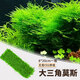 瘋狂水草（FKSC）莫斯水草活體植物魚(yú)缸造景底部前景套餐懶人陰性莫斯樹(shù)沉木水榕 大三角莫斯