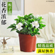 卉優(yōu)九里香梔子花盆栽濃香型室內陽(yáng)臺好養易活綠植花卉金鉆凈化空氣 精品梔子花15cm不帶花苞【原盆】