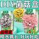 蘑菇種植包DIY兒童種植蘑菇菌包盒子禮盒家種植包食用菌養殖禮物 灰平菇【1盒裝】送噴壺