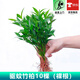 歐芽  驅蚊竹柏水培盆栽驅蚊竹樹(shù)苗客廳老樁辦公室綠植室內面水養花卉 【水培款】竹柏10棵