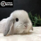 夢(mèng)茜兒（MEXEMINA）兔子活物侏儒兔鳳眼小型茶杯兔長(cháng)不大不咬人寵物荷蘭垂耳兔子活體 霜白垂耳兔【公母可選】