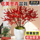 臨雅北美冬青盆栽老樁帶果樹(shù)苗紅果真花室內室外切花盆景好養花卉植物 A+級北美冬青2加侖
