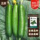 北蔬 水果小黃瓜種子苗綠心強雌春季蔬菜種籽 荷蘭水果黃瓜種子100粒