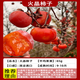 樂(lè )途特大脆甜柿子樹(shù)果苗四季種植果樹(shù) 火晶柿【3公分粗】源頭直發(fā)