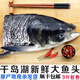 亞又婧千島湖大魚(yú)頭胖頭魚(yú)魚(yú)頭花鰱魚(yú)大頭魚(yú)鳙魚(yú)剁椒魚(yú)頭 凈重5斤（魚(yú)頭）