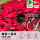 歐芽  一品紅盆栽圣誕花庭院陽(yáng)臺花卉植物室內花好養活四季客廳面綠植 一品紅1盆(原盆) 原土發(fā)貨