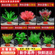 瘋狂水草（FKSC）真水草魚(yú)缸造景套餐凈化水質(zhì)懶人魚(yú)缸水草植物直接入缸蜈蚣草 色彩斑斕組合【適合30-40缸】