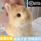 夢(mèng)茜兒（MEXEMINA）兔子活物侏儒兔鳳眼小型茶杯兔長(cháng)不大不咬人寵物荷蘭垂耳兔子活體 黃色侏儒兔【公母可選】