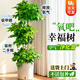 植男植女幸福樹(shù)造型綠寶盆栽綠植客廳室內大型綠植辦公室喬遷新居源頭直發(fā)