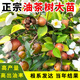 高產(chǎn)嫁接油茶苗長(cháng)林油茶樹(shù)苗大苗當年結果雜交中大果茶子樹(shù) 50到70公分高產(chǎn)嫁接杯苗