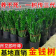 花賽金錢(qián)樹(shù)盆栽室內大盆植物客廳好養辦公室綠植花卉錢(qián)串子招財進(jìn)寶樹(shù) 50-60厘米【7-11棵】 基地養殖盆